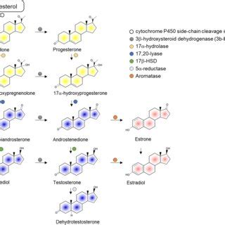 Biosynthetic Pathway Of Steroid Hormones The Three Major Groups Of Sex