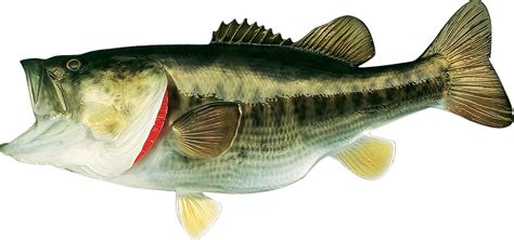 Cabelas Freshwater Fish Mount Replica Largemouth Bass Bass Pro Shops