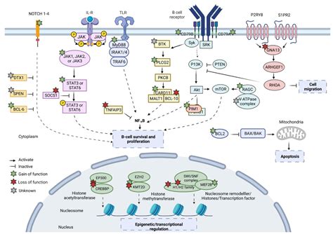 Molecular Pathogenesis Of Follicular Lymphoma From Genetics To