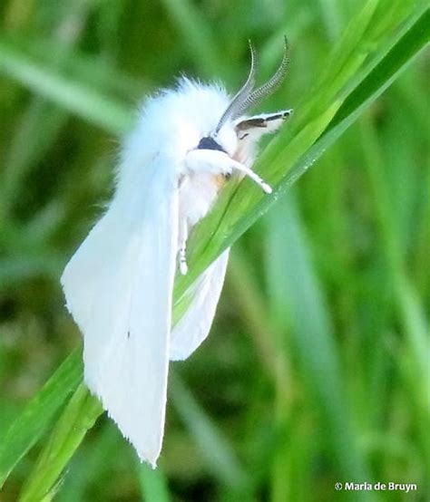 Virginian Tiger Moth Spilosoma Virginica BugGuide Net