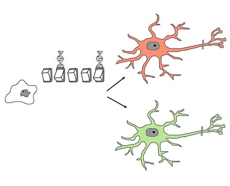 Unlocking the Potential of Stem Cell Regeneration: How It Works