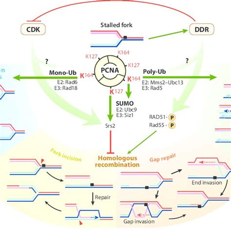 PDF Regulation Of Homologous Recombination In Eukaryotes