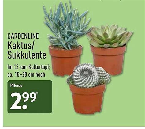 Gardenline Kaktus Oder Sukkulente Angebot Bei Aldi Nord Prospekte De