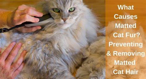 What Causes Matted Cat Fur A Guide To Preventing And Removing Matted Cat Hair Learnaboutcat In