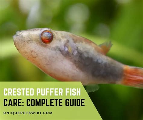 Crested Puffer Fish Care: Complete Guide