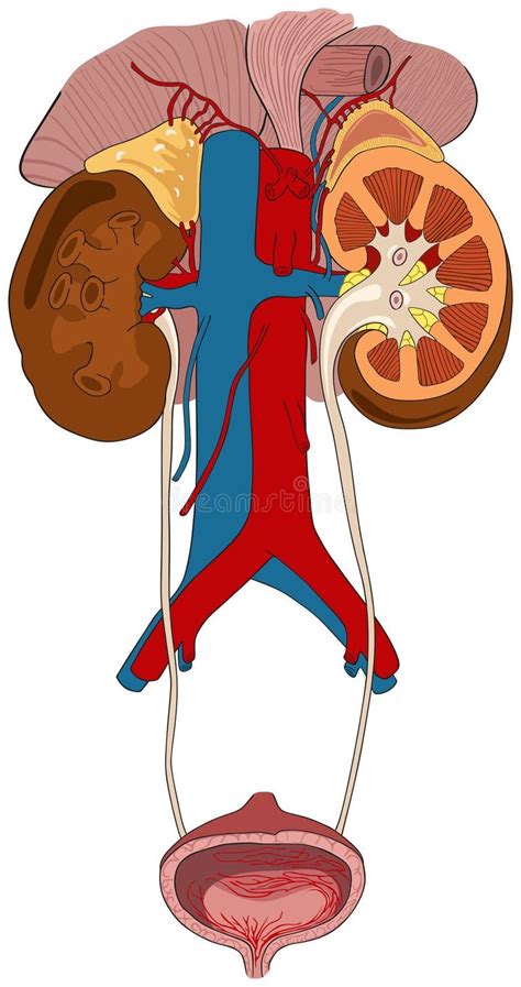 Incontinence Infographic Stock Illustrations 49 Incontinence