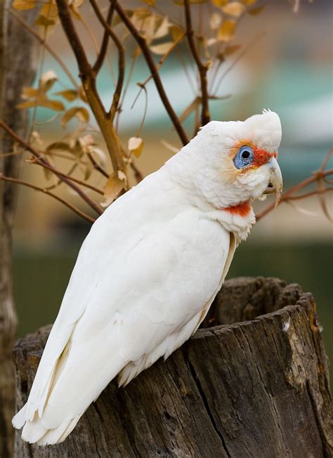 long billed corella pet birds corella parrot
