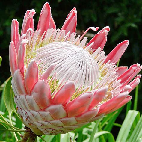 King Protea Plant