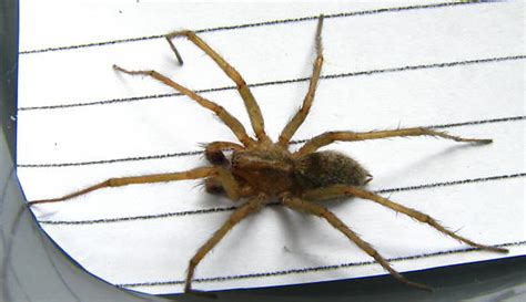 Hobo Spider Eratigena Agrestis Bugguidenet