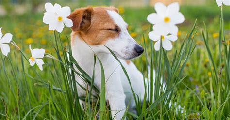 Babas De Perro Conoce El Origen Y Posibles Causas Las Almenas