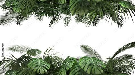 Tropical plant on an white background Stock Video | Adobe Stock