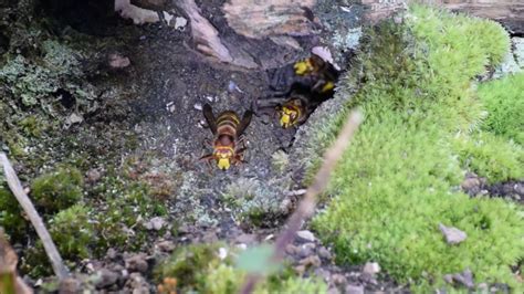 European Hornet Nest Close Up Youtube