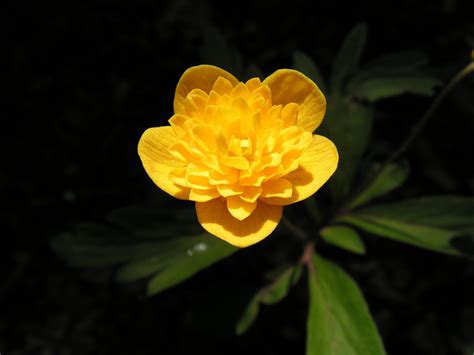 Anemone ranunculoides Triin ARBORATOR Usługi Ogrodnicze Paweł