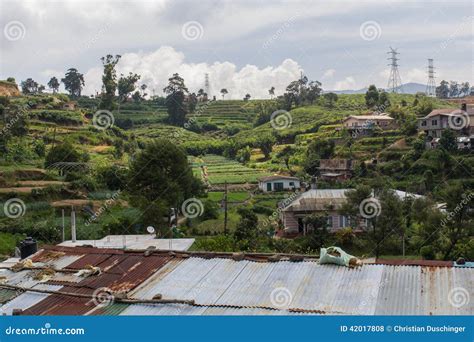 Agriculture in sri lanka stock photo. Image of freshness - 42017808