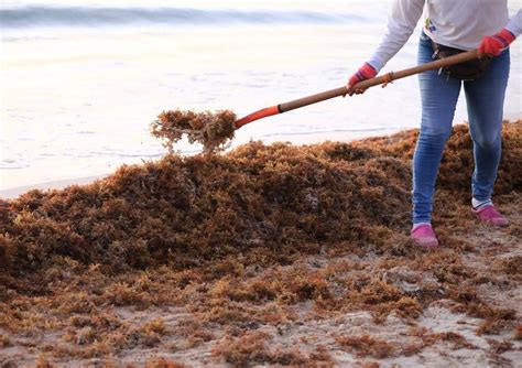 Cerca De 4 Mil Toneladas De Sargazo Recolectadas En Solidaridad