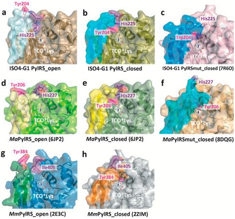 Ijms Free Full Text Crystal Structure Of Pyrrolysyl Trna Synthetase