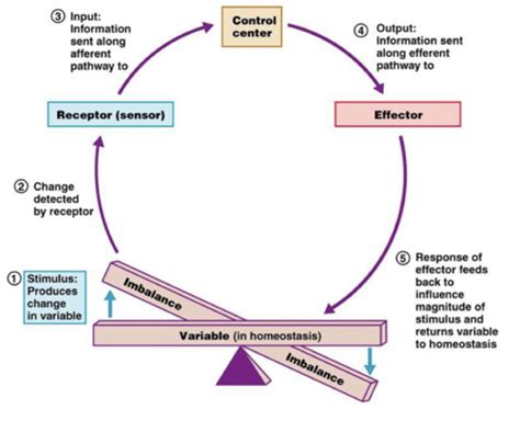 Systems Homeostasis Flashcards Quizlet