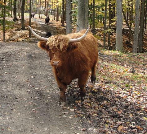 Scottish Highland Cattle - Varysburg, NY - Hidden Valley Animal Adventure