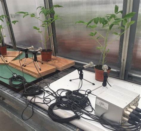 El Sonido De Las Plantas Estresadas C Mo Detectarlo