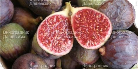 Инжир Неаполитанский — Виноградник Дашевских