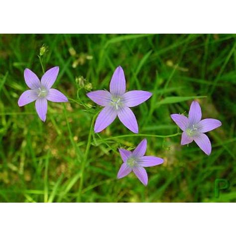 Blauetikett Campanula Patula Wiesenglockenblume Samen Wildblumen Samen