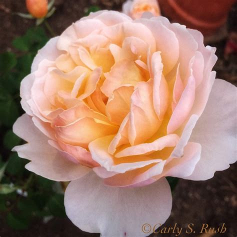 Rosa 'Moonlight In Paris™', Shrub Rose 'Moonlight In Paris™' in ...