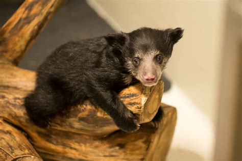 Sloth bear cub Remi | Smithsonian Institution