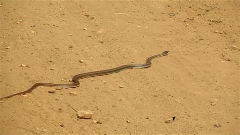 Cobra Corre Campo Corredeira Na Estrada Cenas Da Natureza Youtube