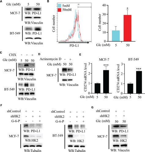 Frontiers Glycolytic Enzyme Hk2 Promotes Pd L1 Expression And Breast Cancer Cell Immune Evasion