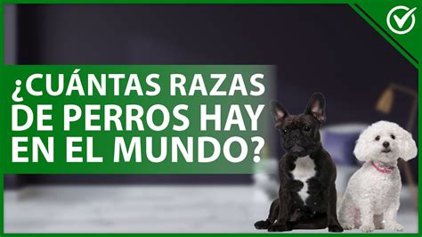 🐩 ¿cuántas Razas De Perros Hay En El Mundo Y Como Saber Cuáles Son 🐩