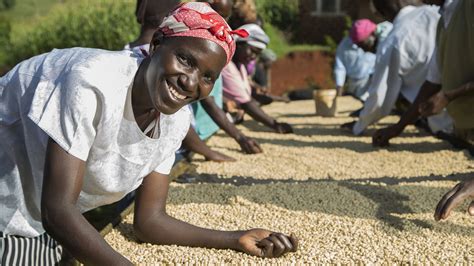 Coffee farming in Kenya: Lasting solutions | Lutheran World Relief