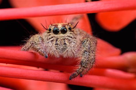 2,500+ Jumping Spider Web Stock Photos, Pictures & Royalty-Free Images - iStock