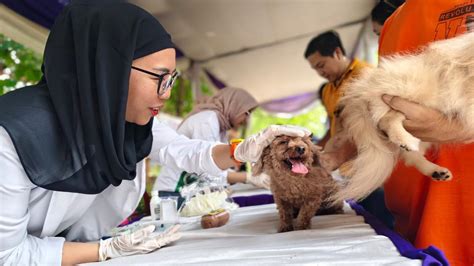 Hari Rabies Sedunia Hewan Peliharaan Di Lampung Disuntik Vaksin