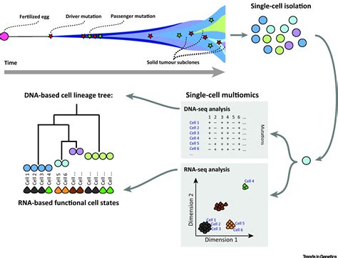 Single Cell Multiomics Multiple Measurements From Single Cells Trends