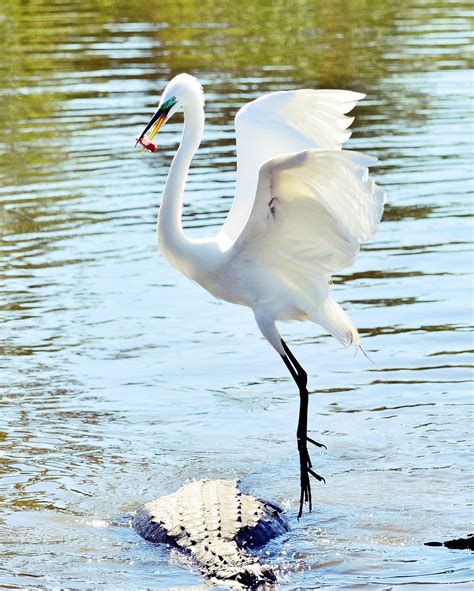 Dina's City Wildlife Adventures: Alligators and birds at Gatorland