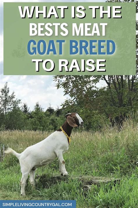 meat goat breeds | Simple Living Country Gal