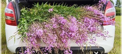 Иван чай. Кипрей купить в Нижнем Новгороде с доставкой | Товары для ...