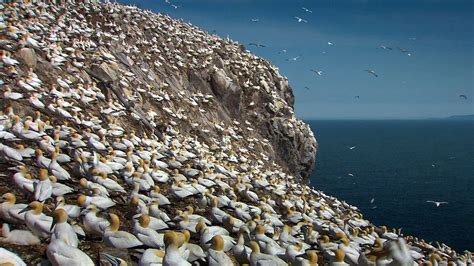 Northern Gannets On Scotlands Bass Rock Britannica