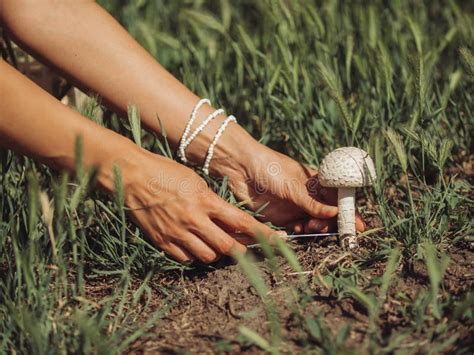 Hands Picking Wild Mushroom In Forest During Foraging Adventure Stock