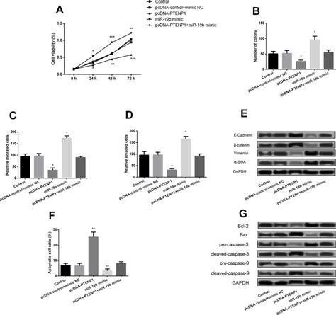 Ptenp1 Inhibited Bc Cell Proliferation And Metastasis By Downregulation