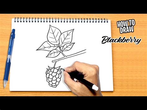 Blackberry Fruit Drawing