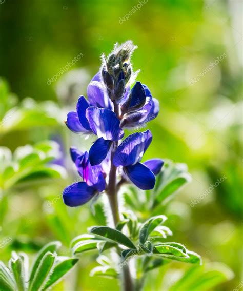 Los altramuces azules florecientes Lupinus pilosus en el día soleado