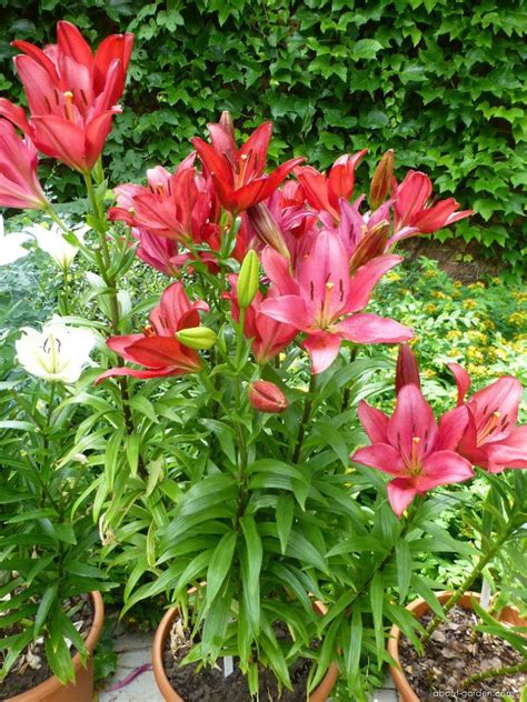 Lilie Colares | About-garden.com