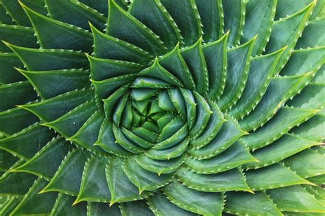 Spiral Aloe Polyphylla - Doug Vos