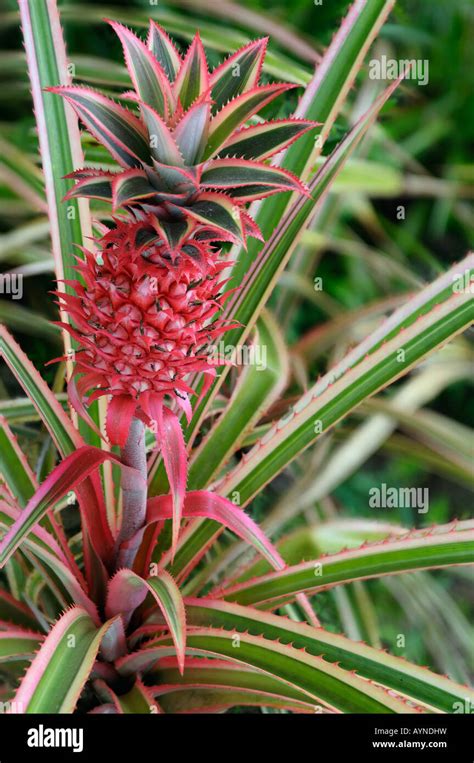 Fruiting Stalk Of Red Ornamental Variegated Pineapple Stock Photo