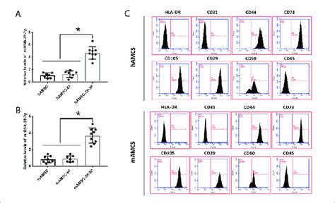 Isolation And Confirmation Of MiR 28 3p Modified AMSCs A MiR 28 3p