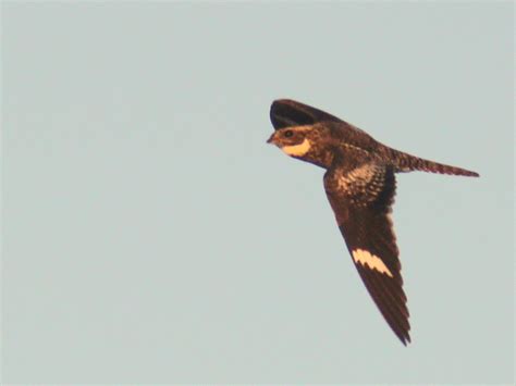 Common Nighthawk 2 20110422 We Encountered A Pair Of Night Flickr