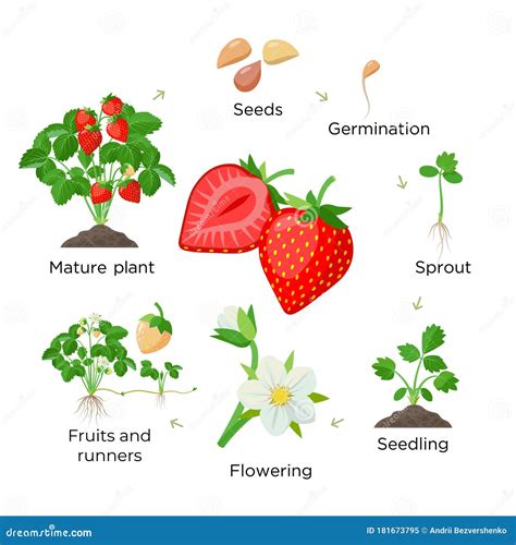 How Do Strawberry Plants Reproduce