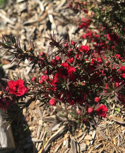 Leptospermum scoparium nanaum | Dwarf Manuka | 20 Seeds