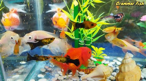 FISH VIDEO AQUARIUM IKAN HIAS IKAN MASKOKI IKAN KOI KOKI MUTIARA IKAN